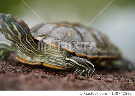 Red Eared Slider Turtle Close Up Portrait Red Eared Slider Turtle Close Up Portrait 138742822