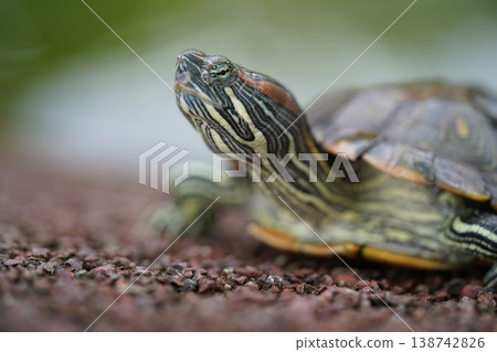 Red Eared Slider Turtle Close Up Portrait Red Eared Slider Turtle Close Up Portrait 138742826