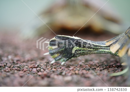 Turtle Foot Close Up Macro Shot Reptile Wildlife Turtle Foot Close Up Macro Shot Reptile Wildlife 138742830