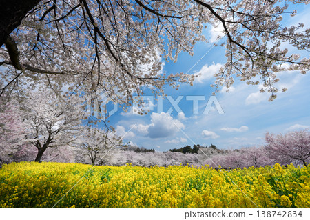 Cherry blossoms, rapeseed flowers, and a blue sky: A scene of full bloom unfolding in a spring flower field. Cherry blossoms, rapeseed flowers, and a blue sky: A scene of full bloom unfolding in a spring flower field. 138742834