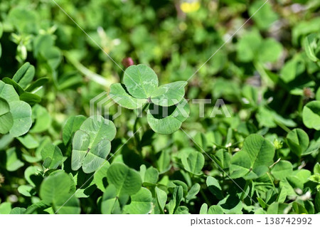 四葉三葉草 138742992