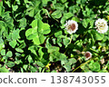 Four leaves clover 138743055
