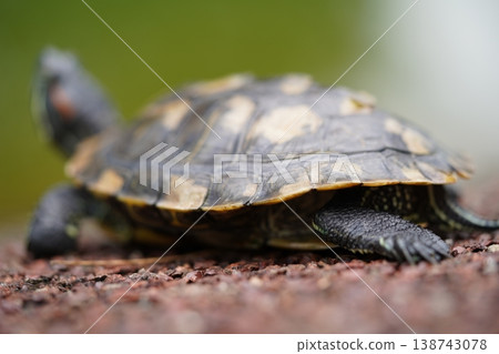 Red Eared Slider Turtle Close Up Photography Red Eared Slider Turtle Close Up Photography 138743078