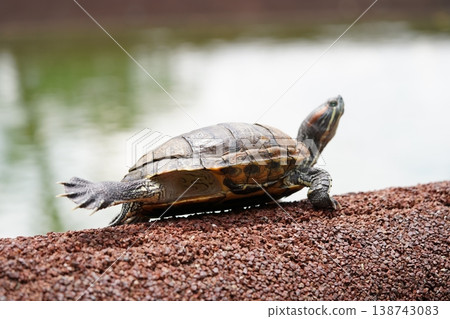 Red Eared Slider Turtle Closeup in Natural Setting 138743083