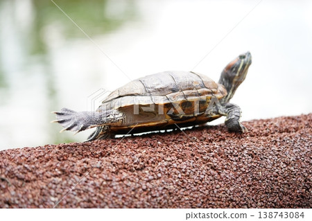 Red Eared Slider Turtle Resting Nature Photography Red Eared Slider Turtle Resting Nature Photography 138743084