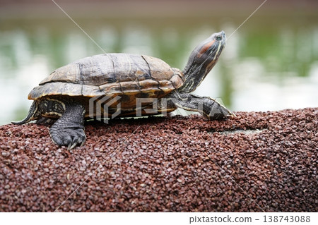 Red Eared Slider Turtle basking on rocks outdoors daytime Red Eared Slider Turtle basking on rocks outdoors daytime 138743088