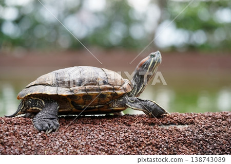 Red Eared Slider Turtle basking in the Sun Closeup Red Eared Slider Turtle basking in the Sun Closeup 138743089