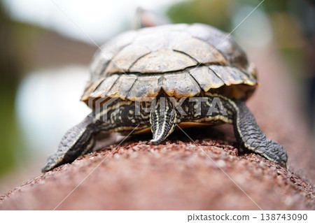 Close Up of Turtle Shell and Legs Outdoors Close Up of Turtle Shell and Legs Outdoors 138743090