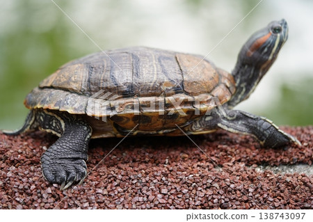 Red Eared Slider Turtle basking in the sun outdoors 138743097