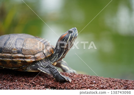 Red Eared Slider Turtle Portrait Close Up Wildlife Red Eared Slider Turtle Portrait Close Up Wildlife 138743098
