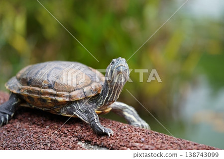 Red Eared Slider Turtle Resting Outdoors Portrait Red Eared Slider Turtle Resting Outdoors Portrait 138743099