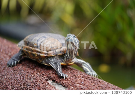 Red Eared Slider Turtle Portrait Outdoor Close Up Red Eared Slider Turtle Portrait Outdoor Close Up 138743100