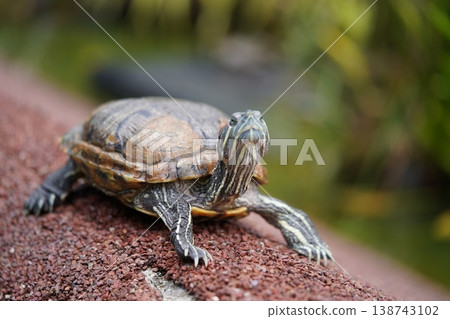 Red Eared Slider Turtle Close Up Photography Red Eared Slider Turtle Close Up Photography 138743102