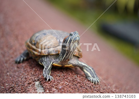 Red Eared Slider Turtle Close Up Portrait 138743103