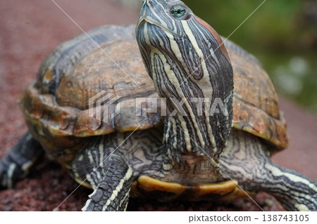 Red Eared Slider Turtle Close Up Red Eared Slider Turtle Close Up 138743105