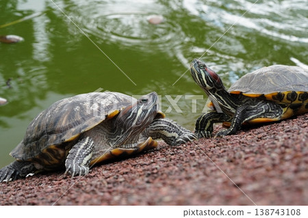 Red Eared Sliders Basking in the Sun 138743108