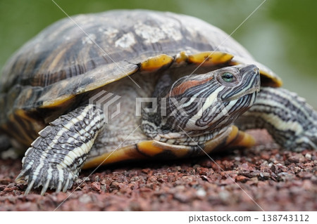 Red Eared Slider Turtle Close Up Portrait 138743112
