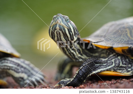 Red Eared Slider Turtles Close Up Red Eared Slider Turtles Close Up 138743116