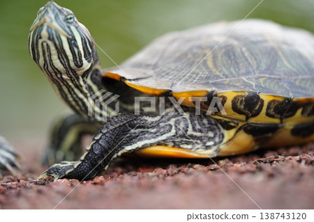 Red Eared Slider Turtle Close Up Red Eared Slider Turtle Close Up 138743120