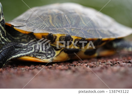 Red Eared Slider Turtle Close Up View Red Eared Slider Turtle Close Up View 138743122