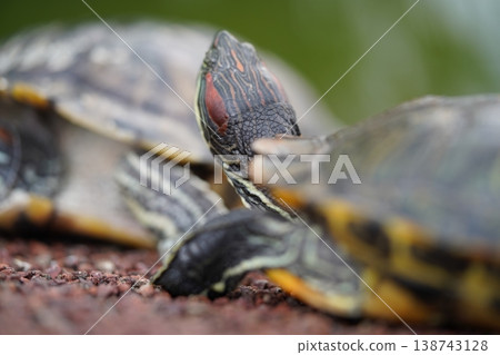 Red Eared Slider Turtles Close Up View 138743128