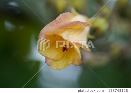 Beautiful Close Up of a Flower Abutilon Theophrasti Beautiful Close Up of a Flower Abutilon Theophrasti 138743138