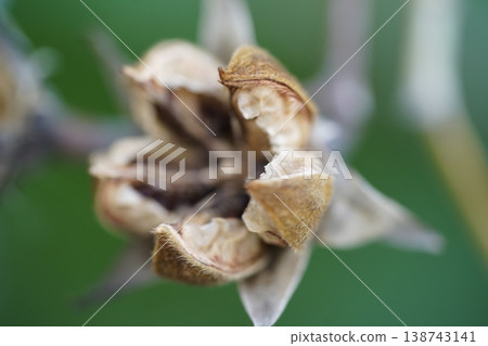 Closeup of Seed Pods on a Tropical Plant Closeup of Seed Pods on a Tropical Plant 138743141