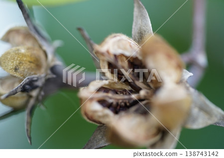 Lagerstroemia Seed Pods with Seeds Close Up Lagerstroemia Seed Pods with Seeds Close Up 138743142