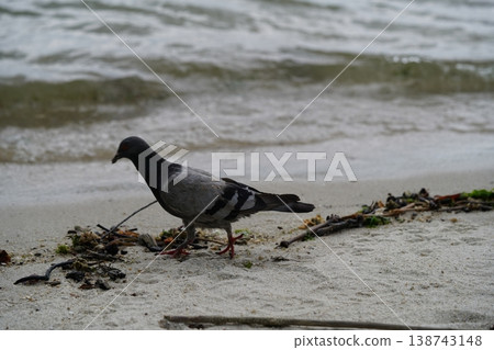 Pigeon on the Beach by the Water Pigeon on the Beach by the Water 138743148