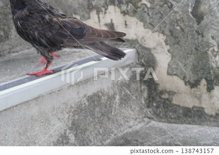 City Pigeon On Concrete Step Urban Wildlife Photography City Pigeon On Concrete Step Urban Wildlife Photography 138743157