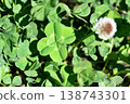 Four leaves clover 138743301