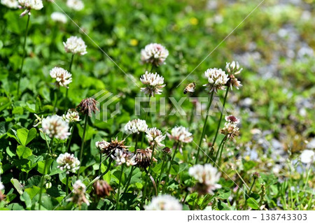 Four leaves clover 138743303