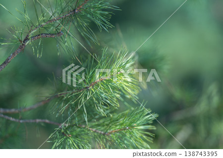Conifer canopy suggesting quiet forest habitat, angled branch framing textured needles, durable mood, versatile for environmental conservation and outdoor editorial concepts 138743395