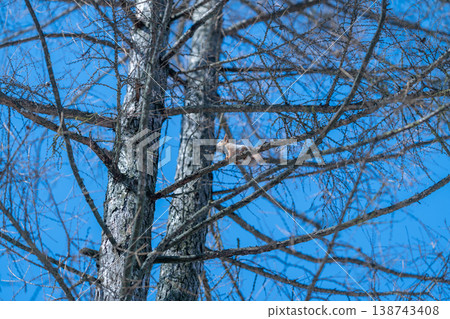 Squirrel on branch. Red squirrel amidst winter branches. Perched red squirrel with winter woodland backdrop. Solitary red squirrel balancing on birch among leafless twigs 138743408