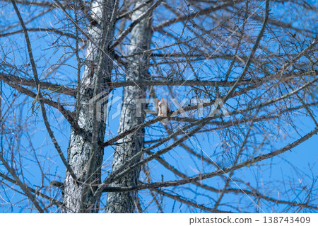 Dynamic scene of squirrel balancing on delicate tree limbs outdoors. Vibrant natural image depicting lively squirrel maneuvering through sparse tree canopy outdoors 138743409