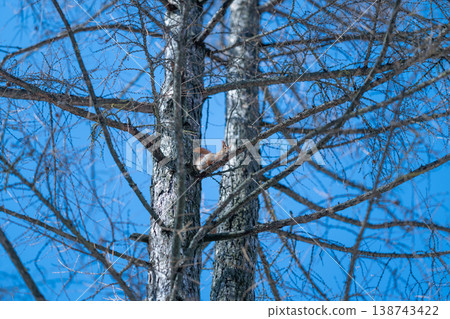 Captivating scene of squirrel climbing and gathering on sunlightlit birch. Vivid wildlife image showing squirrel climbing and collecting seeds from sunlit birch bark Captivating scene of squirrel climbing and gathering on sunlightlit birch. Vivid wildlife image showing squirrel climbing and collecting seeds from sunlit birch bark 138743422