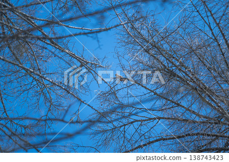 Stylized branches with seed pods. Vivid sky backgrounds with graphic branch designs. Boldly illustrated twigs and seed pods evoke seasonal change and artistic expression Stylized branches with seed pods. Vivid sky backgrounds with graphic branch designs. Boldly illustrated twigs and seed pods evoke seasonal change and artistic expression 138743423