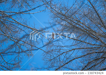 Skyward branch pattern. Open sky viewed through slender branch and seed pod structures. Viewing upward through fine network of branches and seed pods under bright daylight 138743424
