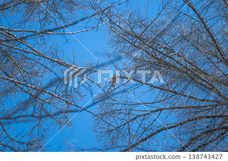 Blue sky with sparse branches. Simple design showcasing leafless branches under clear sky. Calm and serene winter scene with delicate twigs and negative space backdrop 138743427
