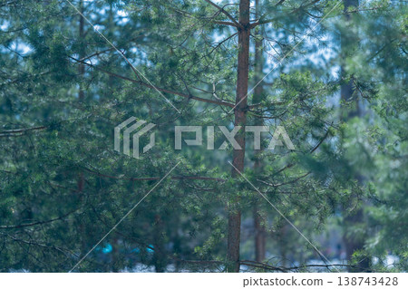 Pine Bark Closeup. Texture of Tree Trunk Surface. Vertical View of Pine Bark Pattern. Close eyepiece of Tree Bark Highlighting Texture and Visual History of Growth 138743428