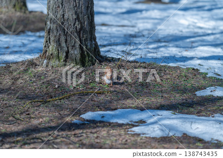 Squirrel examines snow. Small animal nibbles buds. Wild creature inspects melting snow and new shoots. Tiny squirrel explores melting snow and budding plants near tree trunk 138743435