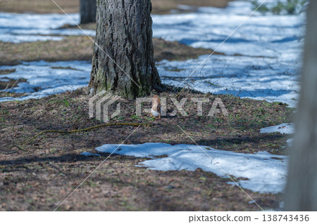 Little squirrel foraging. Springtime scene with squirrel among melting snow patches. Peaceful forest scene featuring small red squirrel searching for food in early spring Little squirrel foraging. Springtime scene with squirrel among melting snow patches. Peaceful forest scene featuring small red squirrel searching for food in early spring 138743436