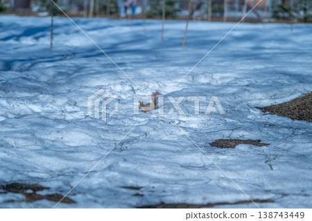 Frosty squirrel surveys silent landscape. Frozen season observer notices peaceful environment. Calm and icy season witnessed by chilly squirrel examining still surroundings 138743449