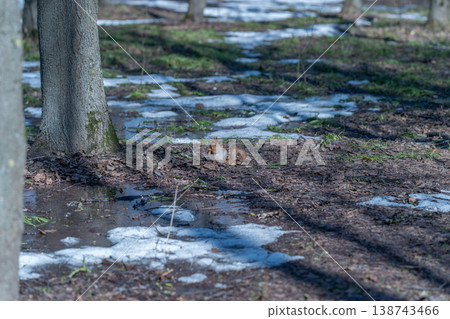 Ice becomes water reflections quickly. Snow transforms into wet surfaces and shadows. Icy remnants melt into puddles that mirror shadows beneath tranquil surroundings 138743466