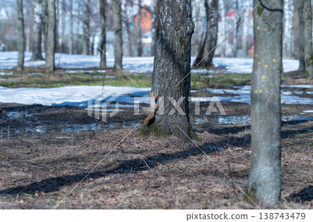 Springtime squirrel scaling tree trunk amidst melting snow and dry leaves. Energetic squirrel in spring climbs textured bark near melting snow patches and forest debris 138743479