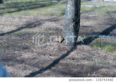 Squirrel observing surroundings. Squirrel peering cautiously from behind trunk in sunlight. Small squirrel keeps watchful eye from behind tree trunk in morning light 138743480