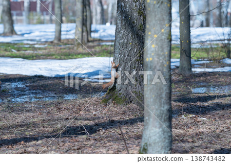 Squirrel ascends tree. Morning squirrel navigates mosscoated tree trunk. Bright morning illuminates alert squirrel climbing mossy tree trunk amidst puddles and bare branches 138743482