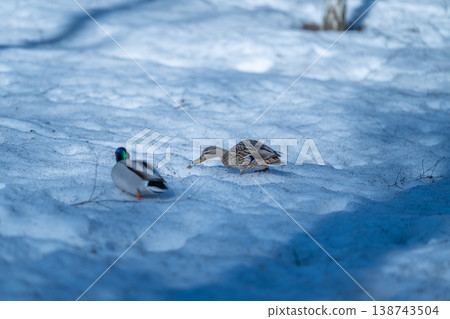 Mallard pair walking on snow, searching for food amid patchy thaw and cool blue shadows of latewinter trees, soft footprints marking slow steady march across icy ground 138743504