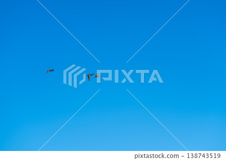 Blue sky hosts flying migrating ducks. Serene scene of ducks soaring through clear winter sky. Tranquil portrayal of flock of migrating ducks under vast winter sky 138743519