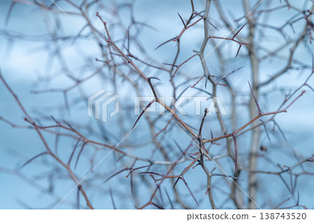 Sturdy stems resist cold weather. Sharp thorns protect and endure harsh climates. Thorncovered branches display resilience against freezing winds and cold temperatures 138743520